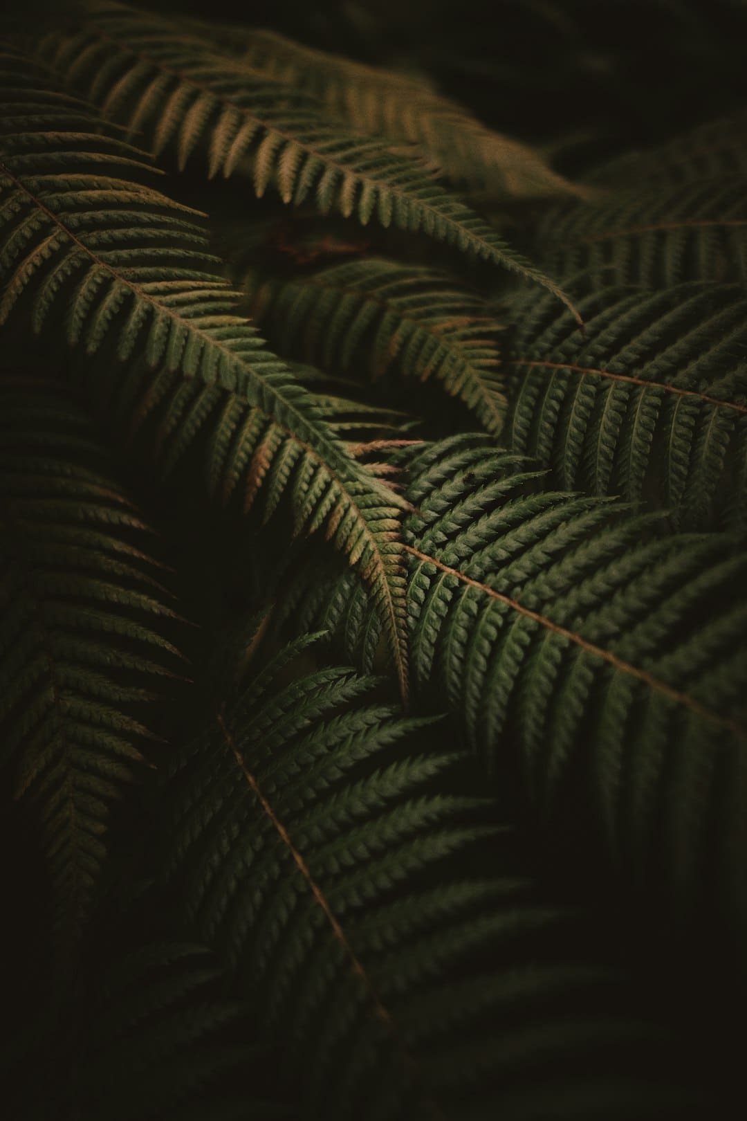 西藏昌都：传统藏医药的现代传承与高原健康任务